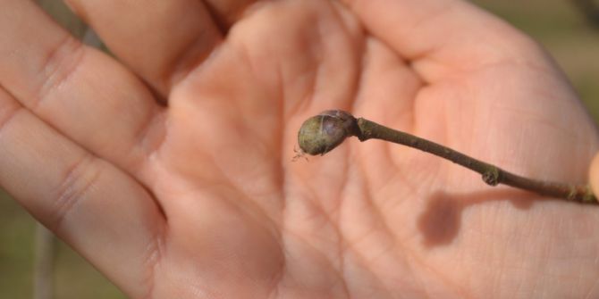 Fındık Yeniden Küllenme Tehdidi İle Karşı Karşıya