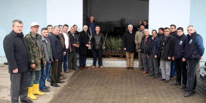 Marmarabirlik Domat Zeytin Fidanı Dağıtımına Başlıyor