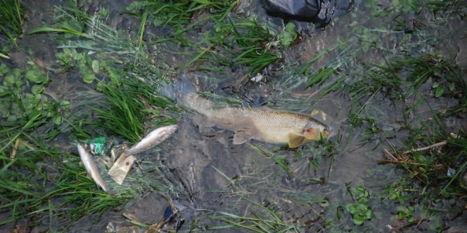 Behzat Deresi’nde Balık Ölümleri