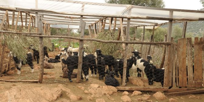 Bayat Hamurun Keçileri Telef Ettiği İddiası