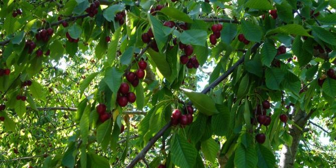 İzmit’te Kiraz Ve Asma Eğitimi Verilecek