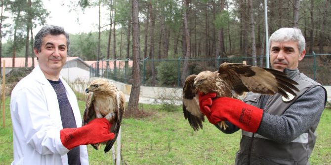 Kartal İle Şahin ’Dünya Yaban Hayatı’ Gününde Doğaya Bırakılacak
