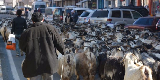 Keçi Sürüsü İle Şehir Turu Attı