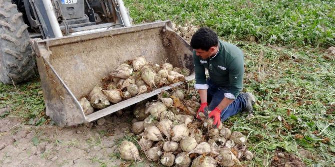 Aksaray’da Pancar Üreticilerine 41 Milyon Tl Ödeme