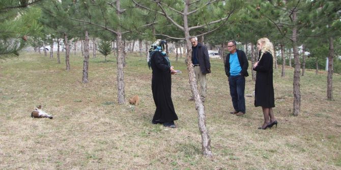 Kedilerin Mama Kaplarını Yıktılar, Onlarca Sokak Kedisi Aç Kaldı