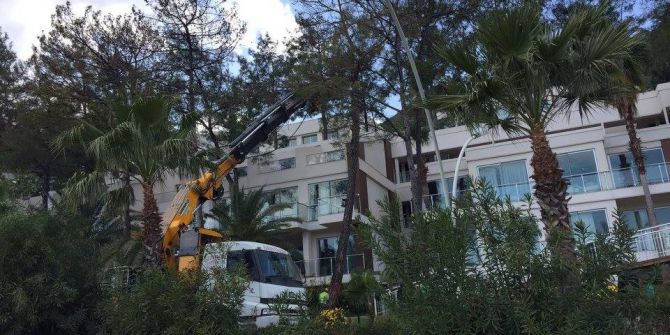 Çam Ağaçlarının Kuruma Nedenini Mahkeme Tespit Etti