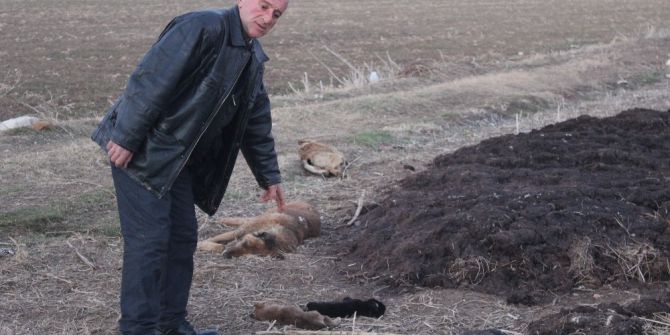 Sahipsiz Köpeklerin Öldürüldüğü İddiası