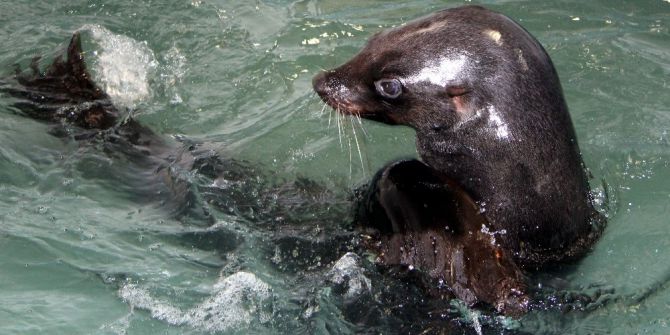 Hayvanat Bahçesinin Taklacı Misafirleri