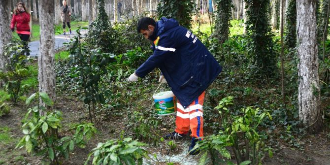 Beylikdüzü’nün Bitki Örtüsü Bakımda