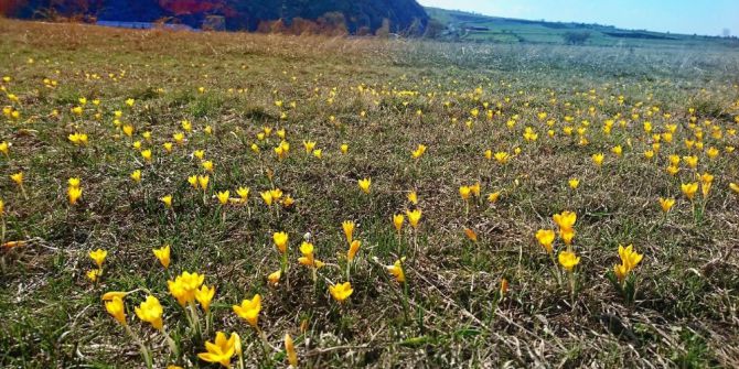 İnönü’de Çiğdem Çiçekleri İle Gelen Bahar Güzelliği