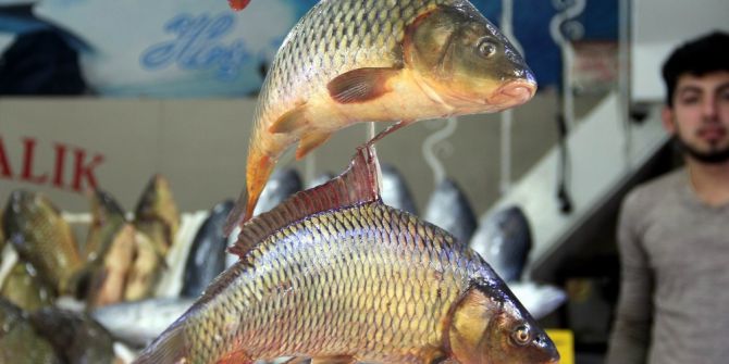 Balık Fiyatları Düştü Ama Kalkan Hala Cep Yakıyor
