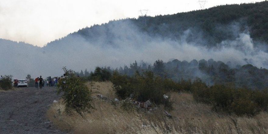 Balıkesir’de 2 Hektarlık Çam Ormanı Kül Oldu