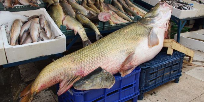 Munzur Çayı’nda 90 Kiloluk Sazan Balığı Yakaladılar