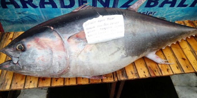 2 Metrelik Ton Balığı Vatandaşların İlgi Odağı Oldu