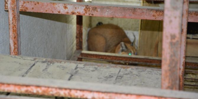 Çipli Karakulak, Yine Aynı Evde Yakalandı