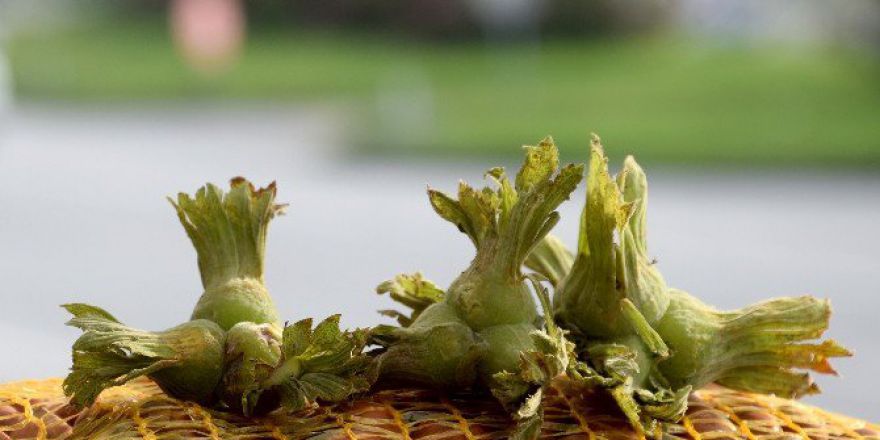 Giresun’da Fındık Toplama Tarihleri Belirlendi
