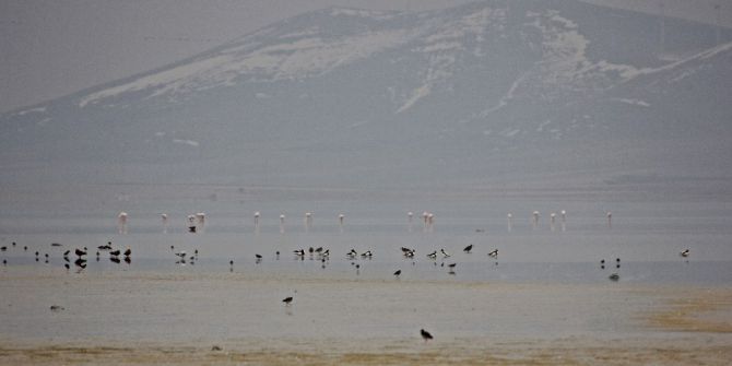 Seyfe Gölü’ne Flamingo Akını
