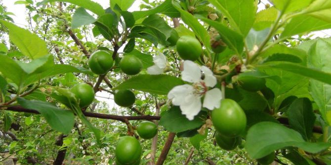 Eriğin Kilosu 300 Tl