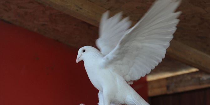 Bursa’da Kuş Gribi İddiaları Yalanlandı