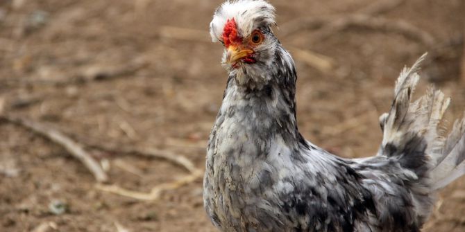 Kar Maskeli Hırsızlar Tavus Kuşlarını Çaldı