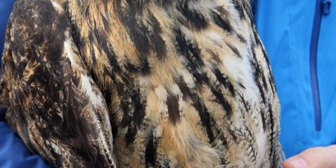 Tedavisi Tamamlanan Baykuş Doğaya Bırakıldı