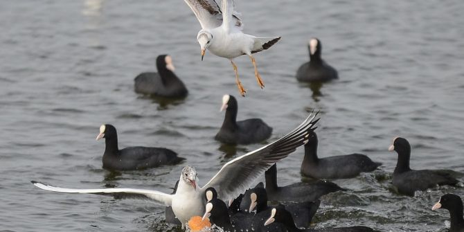 Martı Ve Sakarmekenin Ekmek Savaşı