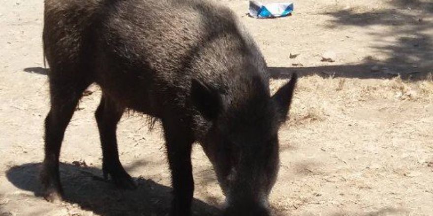 Domuzlar Sahilde Sürüye Dolaşmaya Başladı