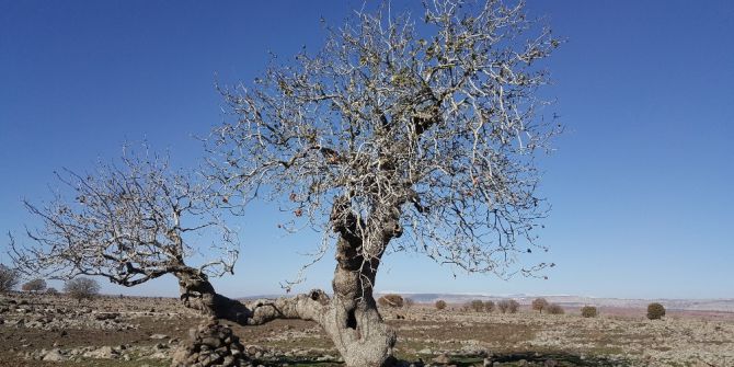 Gaziantep’in Anıt Ağaçları Belirlendi