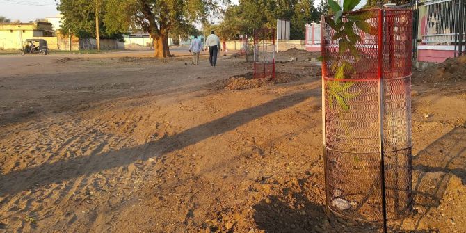 Sudan’da Mango Meyvesi Tanıtım Ve Yetiştiriciliğine Destek