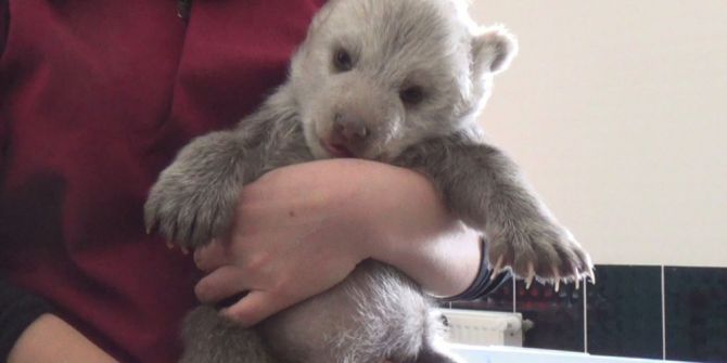 Erzincan’da Bulunan Yavru Ayı Kars’ta Koruma Altına Alındı