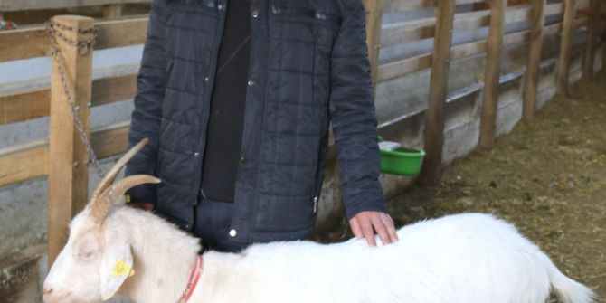İnternetten Satışa Çıkardığı Koyunlarını Kendi Eliyle Dolandırıcılara Teslim Etti