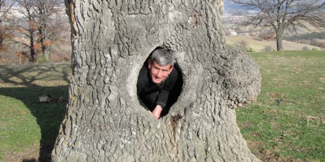 400 Yıllık Meşe Ağacının Koruma Altına Alınması İsteniyor