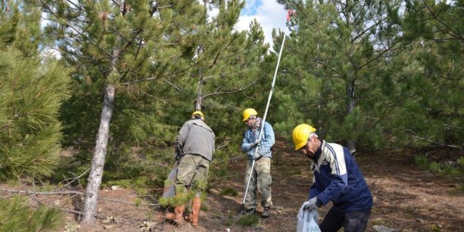 Kütahya Orman Bölge Müdürlüğü Çam Kese Böceğine Savaş Açtı