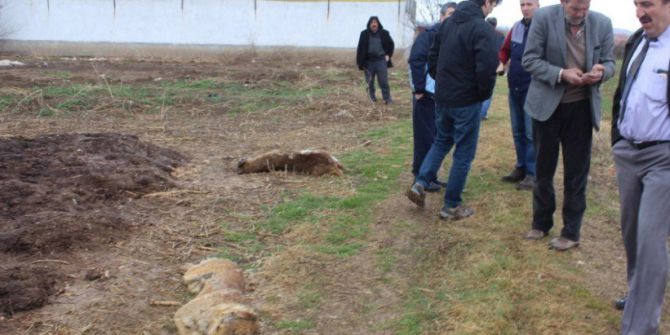 Kütahya’daki Toplu Köpek Ölümleri