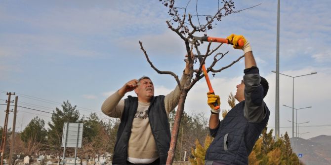 Gölbaşı Belediyesi Ağaçları Budamaya Başladı