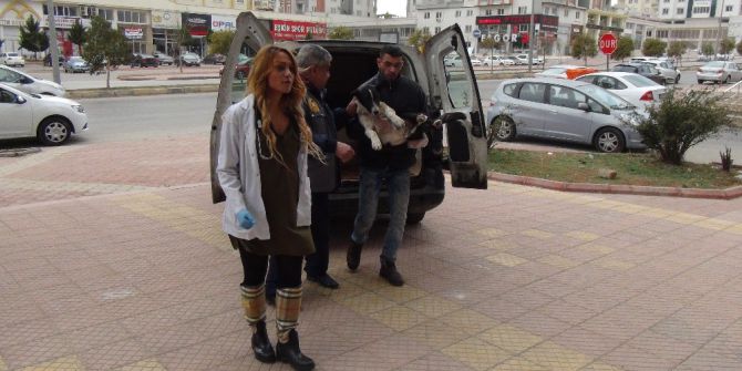 El Bab’da Yaralanan Sokak Köpeği Gaziantep’e Getirildi