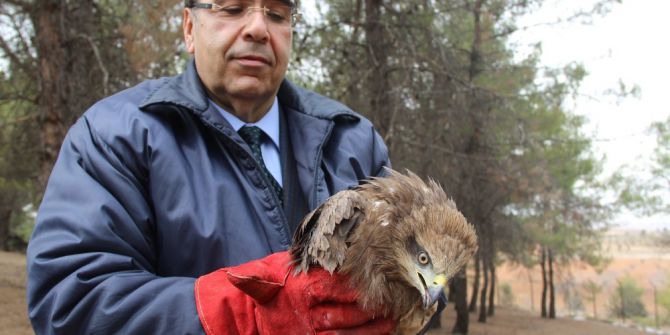 Yaralı Yaban Hayvanları Önce Sağlıklarına Sonra Da Özgürlüklerine Kavuştu