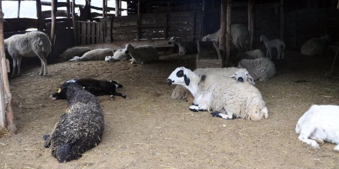 Yozgat’ta Şüpheli Hayvan Ölümleri