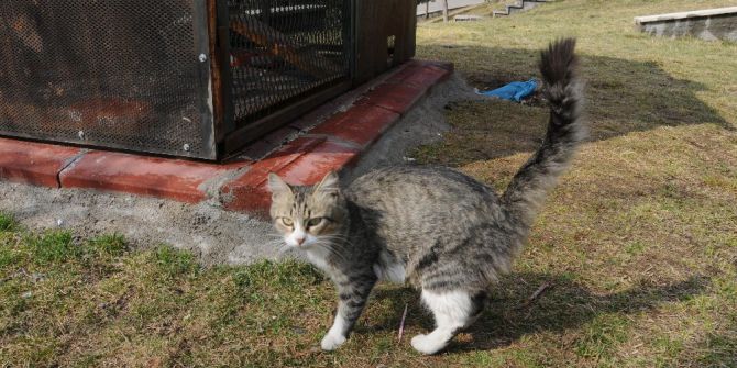 Şanslı’nın Yavruları Emin Ellerde