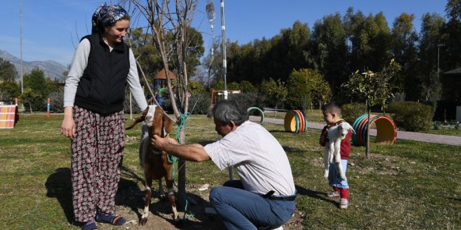 Konyaaltı Barınağı’nda Yeni Doğum Yapmış Keçi Tedavi Edildi