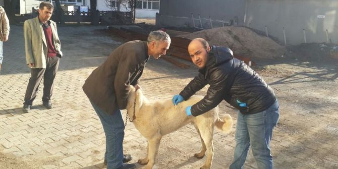 Malkara’da 5 Bin 500 Köpek Ve Kediye Kuduz Aşısı Yapılacak