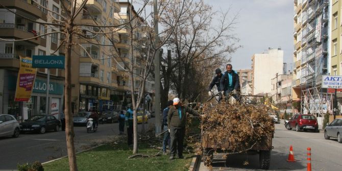 Kilis Belediyesi Ağaçları Budamaya Başladı