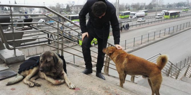 Yaralı Köpeğin Başından Bir An Olsun Ayrılmadı