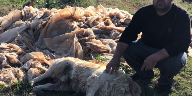 2 Köpek Daha Zehirlendi