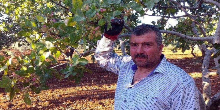 Kilis’te Antep Fıstığı Hasadı Başladı
