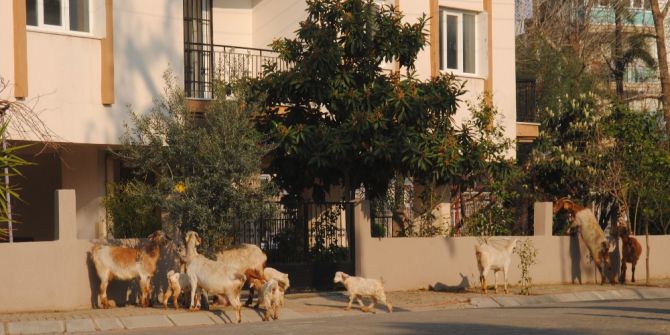 Keçiler Şehrin Keyfini Çıkardı