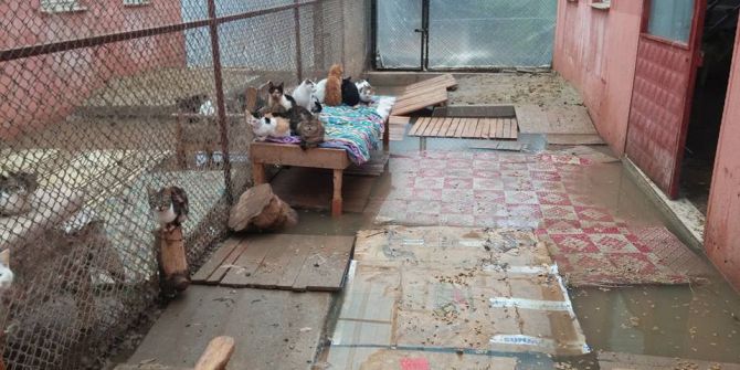 Barınaktaki Kediler Sular Altında Kaldı