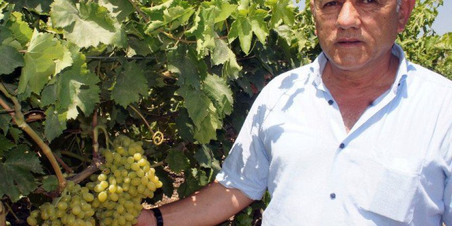 Üzüm Üreticisinin Gözü Rusya’da