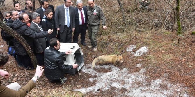 Kızılcahamam’da Tedavileri Yapılan Yaban Hayvanları Doğaya Bırakıldı