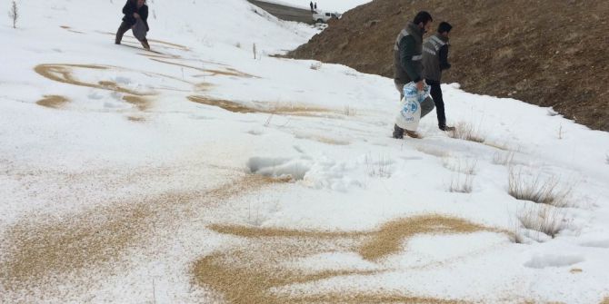 Van’da Yaban Hayvanları İçin Doğaya Yem Bırakıldı